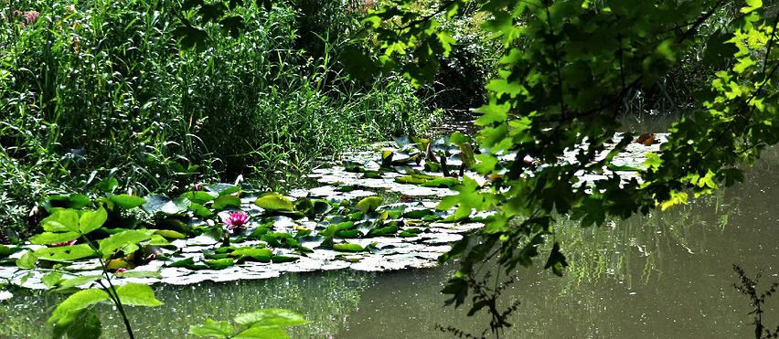 water lillies Ruskin Mill